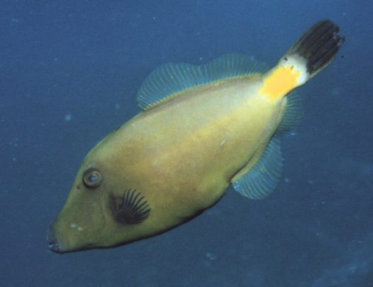 Meuschenia flavolineata Hutchins, 1977